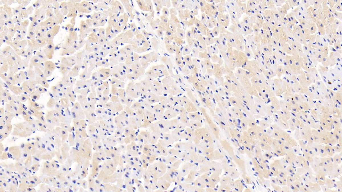 Polyclonal Antibody to Interleukin 1 Receptor Associated Kinase 4 (IRAK4)