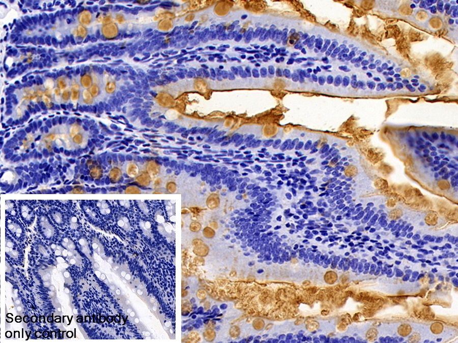 Polyclonal Antibody to Lipopolysaccharide (LPS)