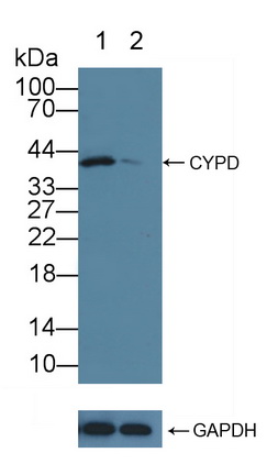 Polyclonal Antibody to Cyclophilin 40 (CYP-40)