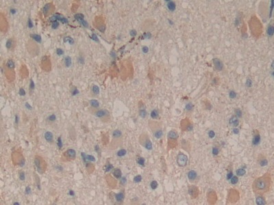 Polyclonal Antibody to Cyclophilin 40 (CYP-40)