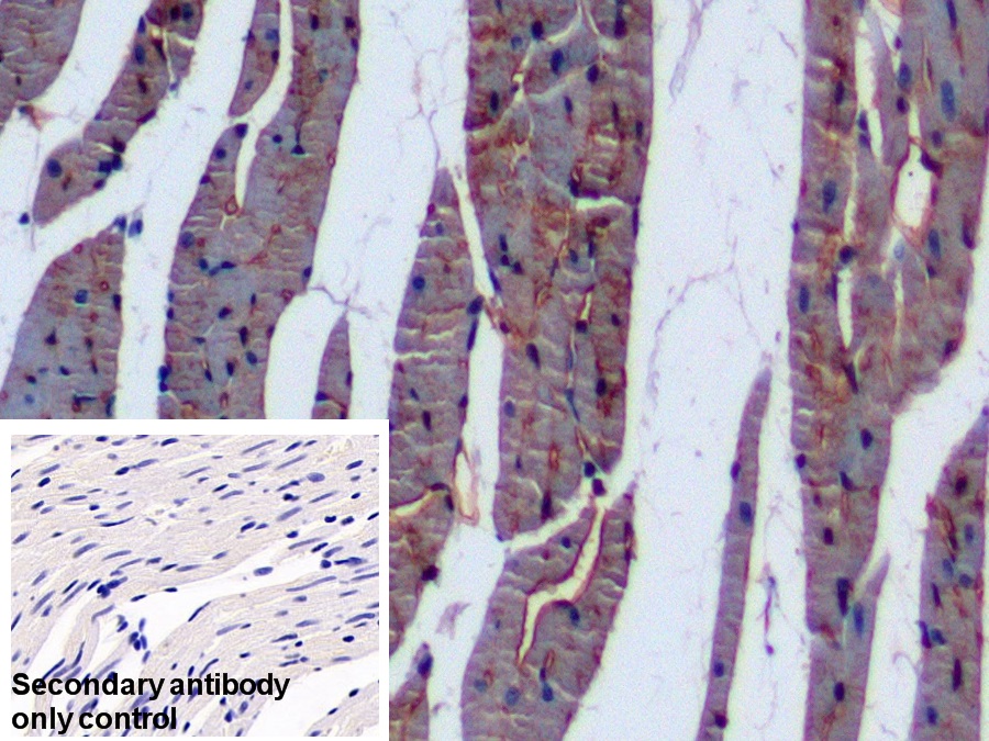 Polyclonal Antibody to Cluster Of Differentiation 36 (CD36)