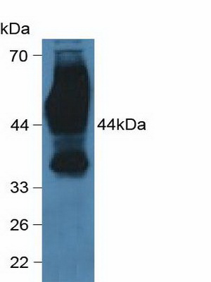 Polyclonal Antibody to Cluster Of Differentiation 147 (CD147)