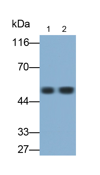 Polyclonal Antibody to Cluster Of Differentiation 147 (CD147)