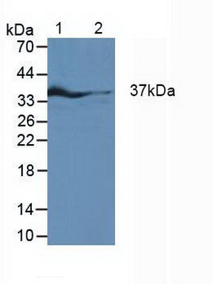 Polyclonal Antibody to Interferon Regulatory Factor 1 (IRF1)