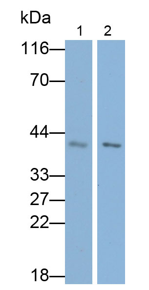 Polyclonal Antibody to Interferon Regulatory Factor 1 (IRF1)