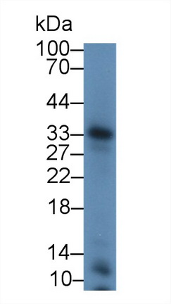 Polyclonal Antibody to Intercellular Adhesion Molecule 4 (ICAM4)