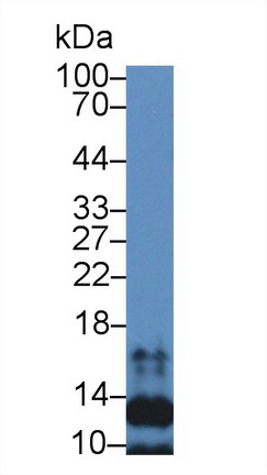 Polyclonal Antibody to Secondary Lymphoid Tissue Chemokine (SLC)