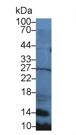 Polyclonal Antibody to Secondary Lymphoid Tissue Chemokine (SLC)