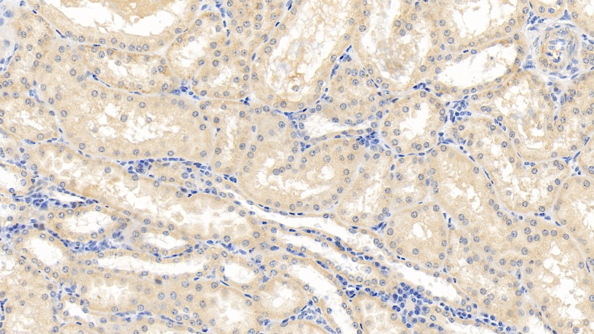 Polyclonal Antibody to Caspase 1 (CASP1)