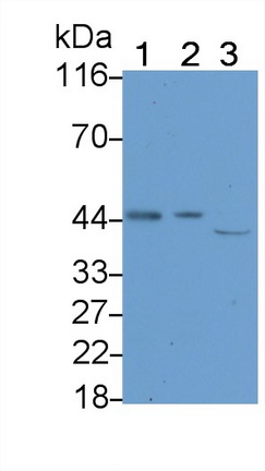 Polyclonal Antibody to Caspase 1 (CASP1)