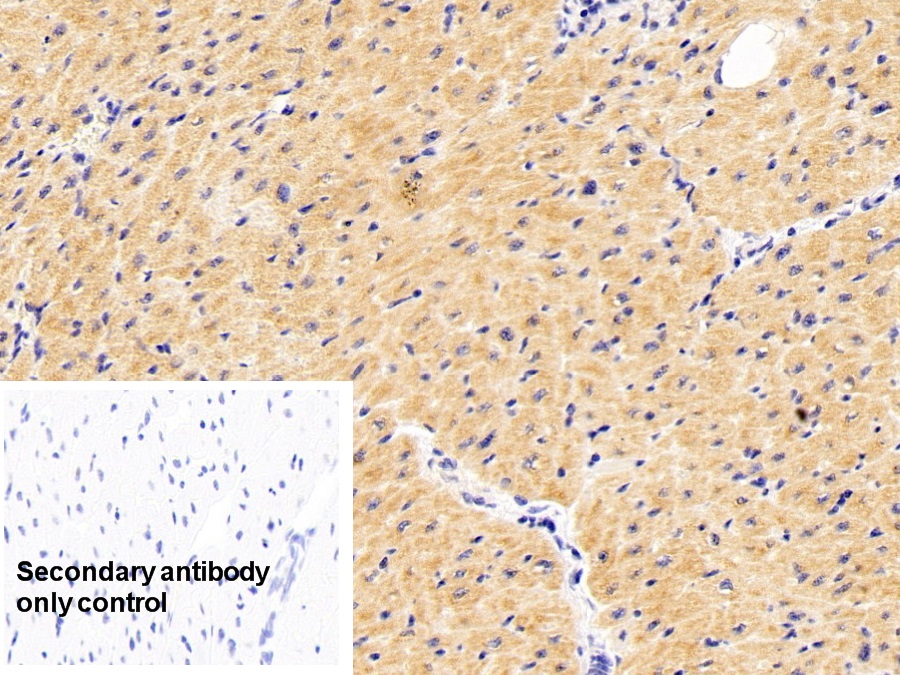 Polyclonal Antibody to Caspase 1 (CASP1)