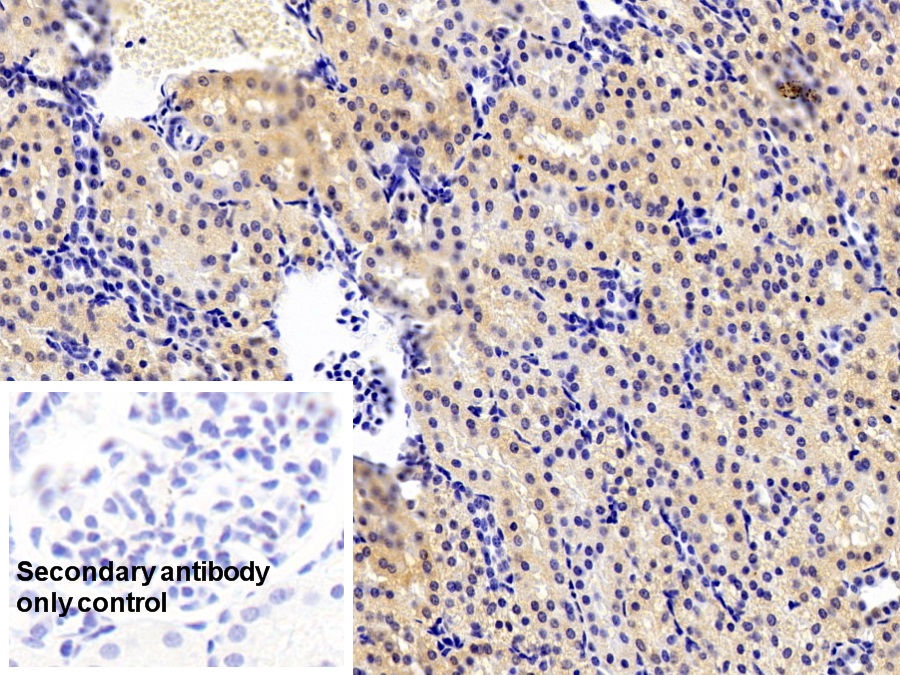 Polyclonal Antibody to Caspase 1 (CASP1)