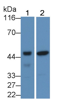 Polyclonal Antibody to Caspase 1 (CASP1)