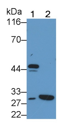 Polyclonal Antibody to Caspase 1 (CASP1)