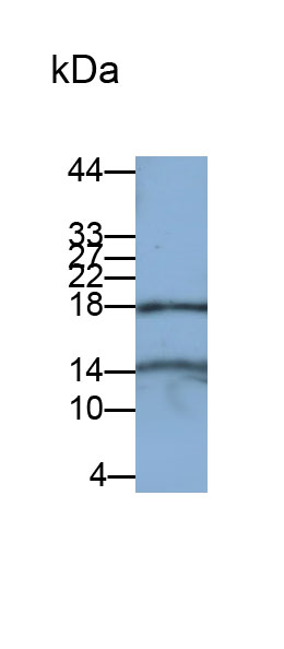 Polyclonal Antibody to Chemokine (C-X-C Motif) Ligand 2 (CXCL2)