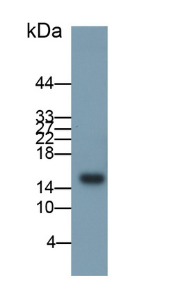 Polyclonal Antibody to Chemokine (C-X-C Motif) Ligand 2 (CXCL2)