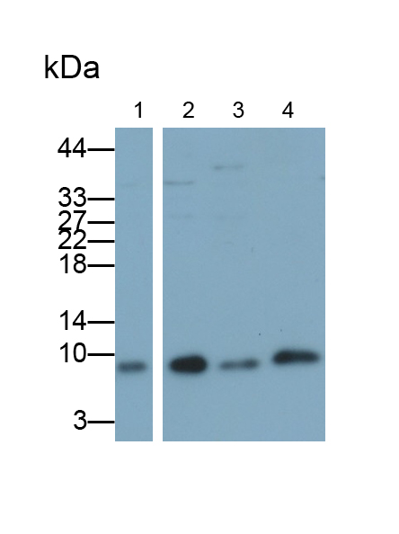Polyclonal Antibody to Signal Recognition Particle 9kDa (SRP9)