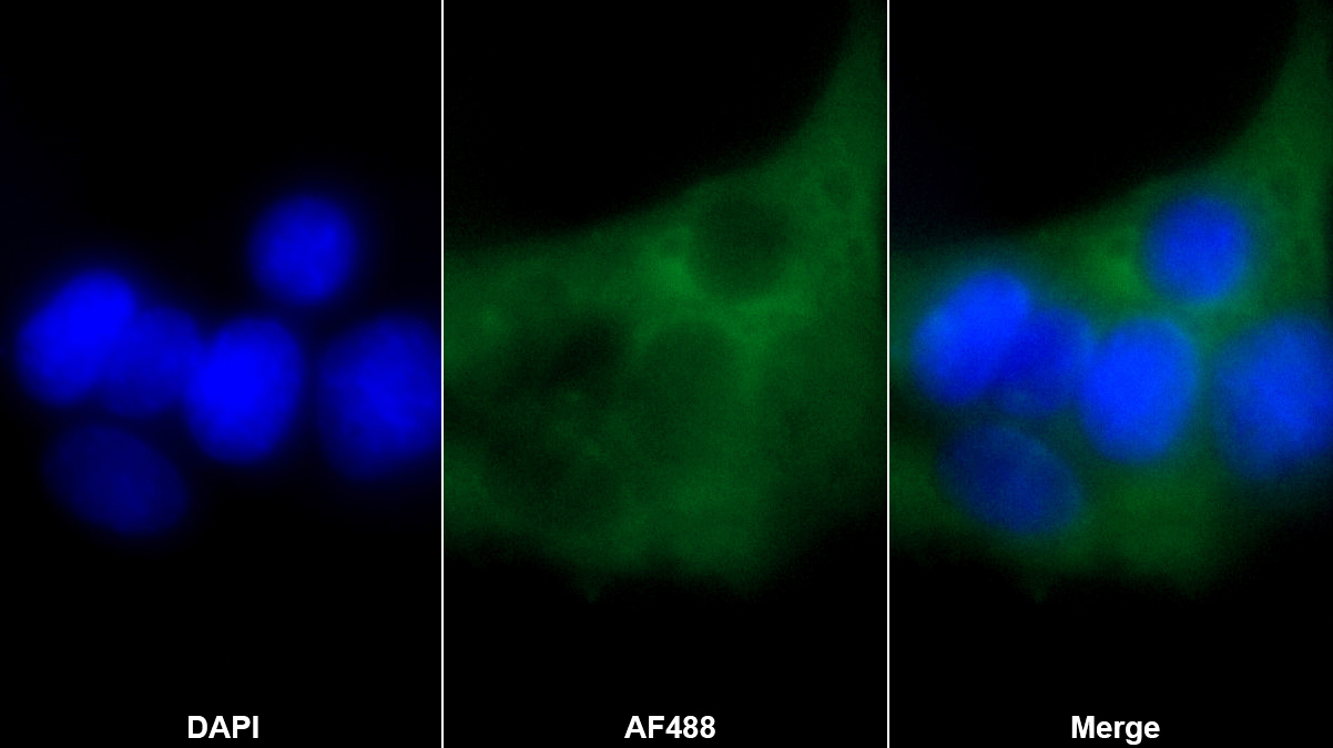 Polyclonal Antibody to Signal Recognition Particle 9kDa (SRP9)