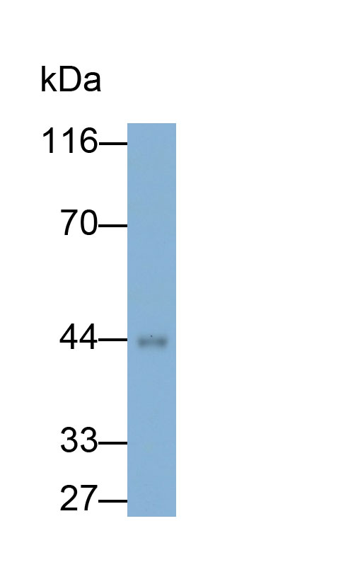 Polyclonal Antibody to Surfactant Protein B (SP-B)