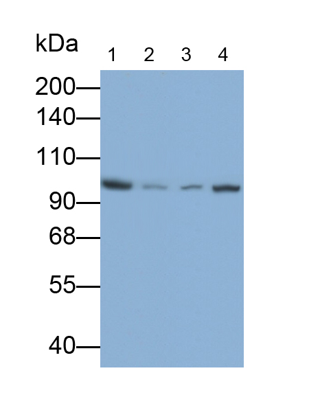 Polyclonal Antibody to Cytosolic Phospholipase A2 (PLA2G4)