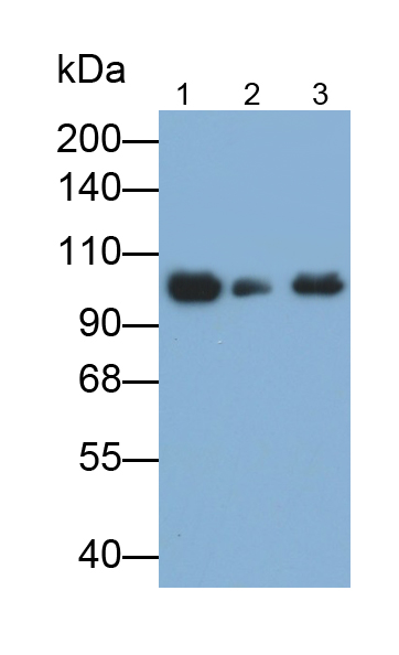 Polyclonal Antibody to Cytosolic Phospholipase A2 (PLA2G4)