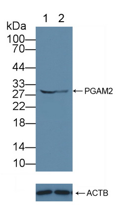 Polyclonal Antibody to Phosphoglycerate Mutase 2, Muscle (PGAM2)