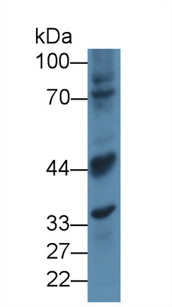 Polyclonal Antibody to Myostatin (MSTN)