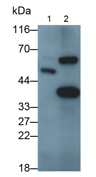 Polyclonal Antibody to Myostatin (MSTN)