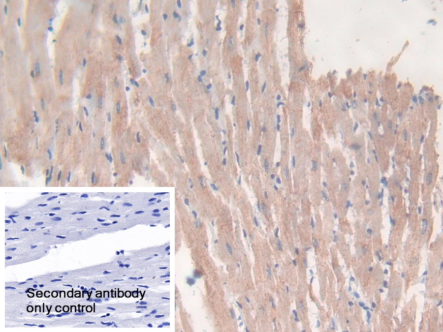 Polyclonal Antibody to Citrate Synthase (CS)