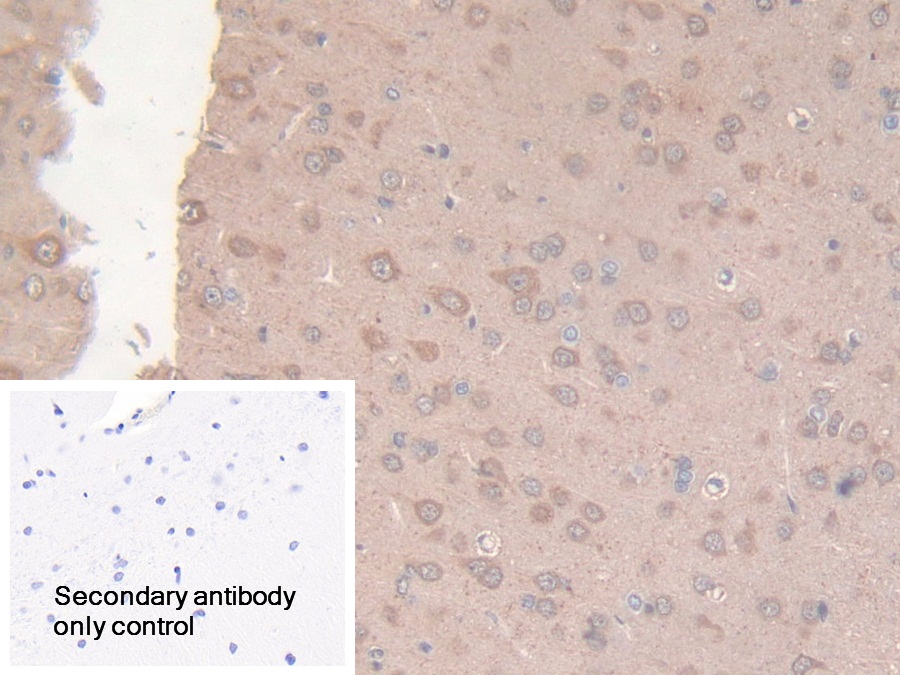 Polyclonal Antibody to Citrate Synthase (CS)