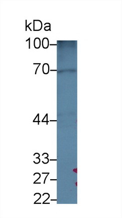 Polyclonal Antibody to Golgi Phosphoprotein 2 (GOLPH2)