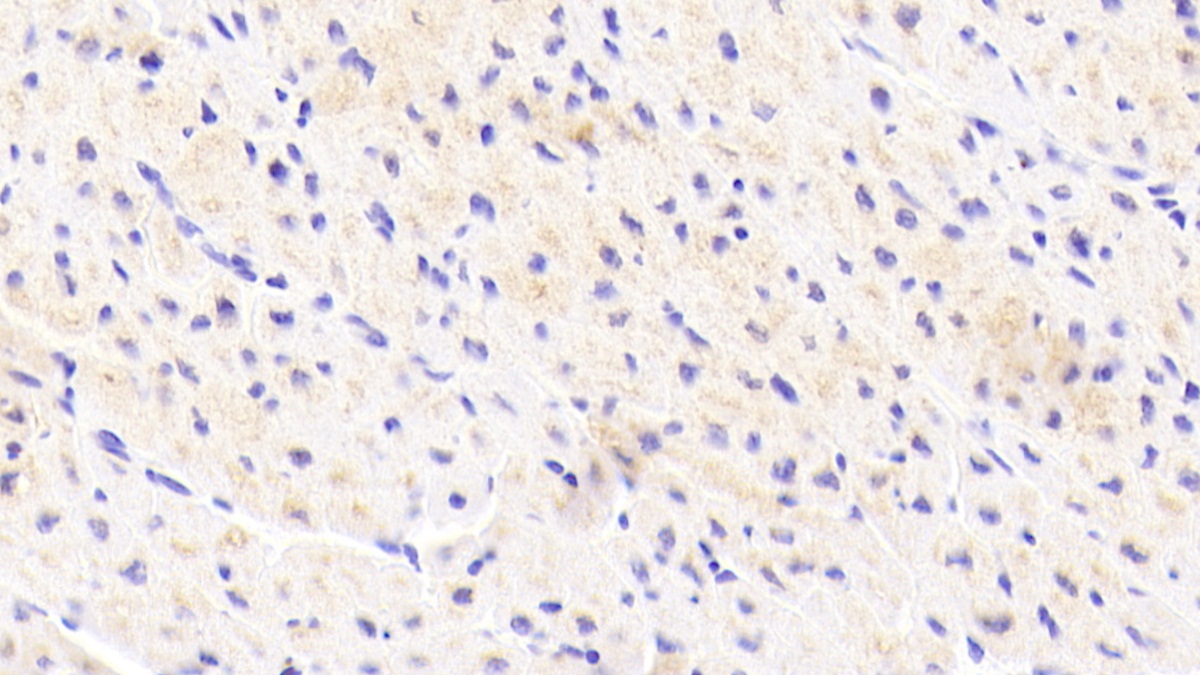 Polyclonal Antibody to Golgi Phosphoprotein 2 (GOLPH2)