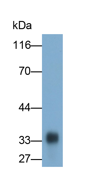 Polyclonal Antibody to Prion Protein (PRNP)