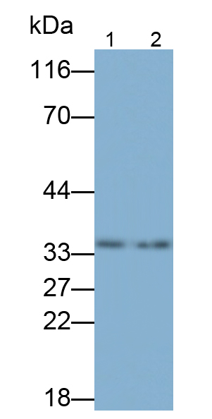 Polyclonal Antibody to B-Cell Activating Factor (BAFF)