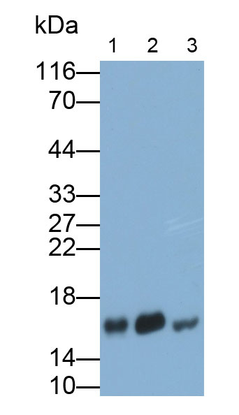 Polyclonal Antibody to Fatty Acid Binding Protein 4 (FABP4)