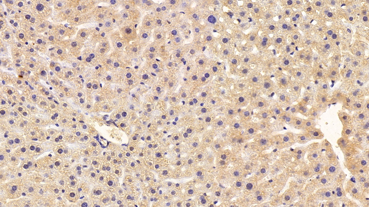 Polyclonal Antibody to Angiopoietin Like Protein 3 (ANGPTL3)