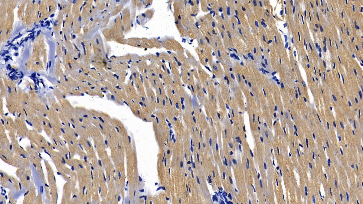 Polyclonal Antibody to Myeloid Differentiation Factor 88 (MyD88)