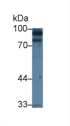 Polyclonal Antibody to Kell Protein (KEL)