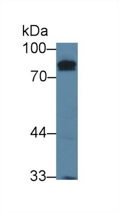 Polyclonal Antibody to Kell Protein (KEL)