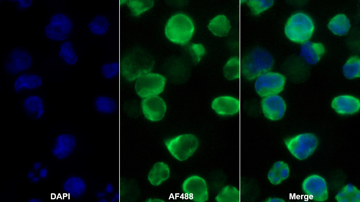 Polyclonal Antibody to Kell Protein (KEL)