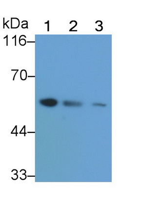 Polyclonal Antibody to Protein Kinase B Beta (PKBb)