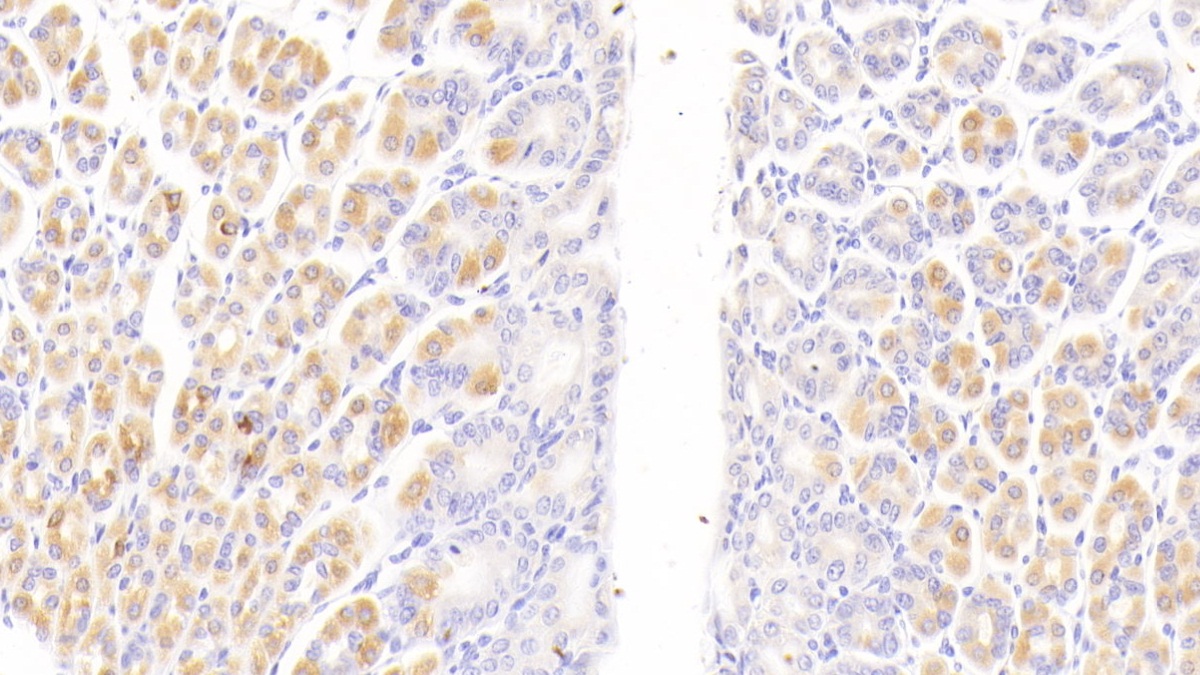 Polyclonal Antibody to Cluster Of Differentiation (CD163)