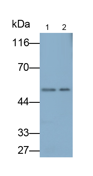 Polyclonal Antibody to B-Cell CLL/Lymphoma 3 (Bcl3)