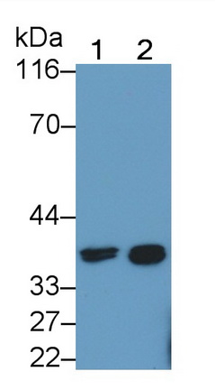 Polyclonal Antibody to Caspase 4 (CASP4)