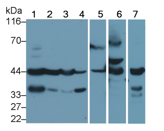 Polyclonal Antibody to Caspase 4 (CASP4)