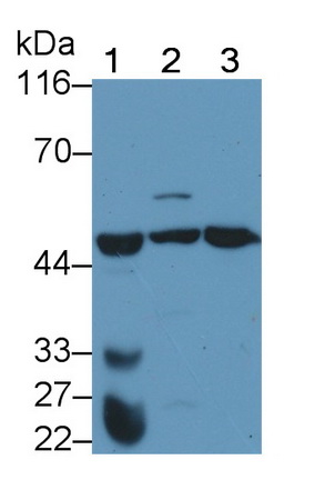 Polyclonal Antibody to Caspase 4 (CASP4)