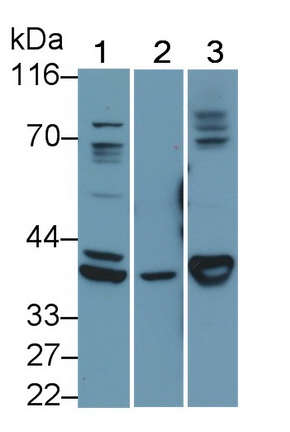 Polyclonal Antibody to Caspase 4 (CASP4)