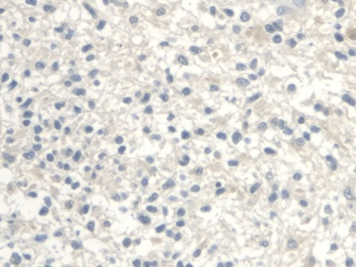 Polyclonal Antibody to UDP Glucose Ceramide Glucosyltransferase (UGCG)