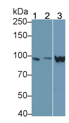 Polyclonal Antibody to Signal Transducer And Activator Of Transcription 3 (STAT3)