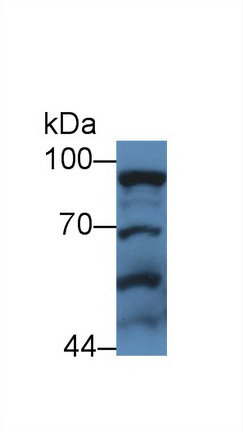 Polyclonal Antibody to Signal Transducer And Activator Of Transcription 3 (STAT3)